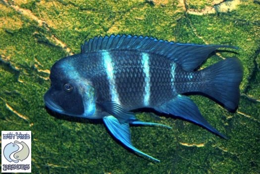 Cyphotilapia gibberosa 'Karema'